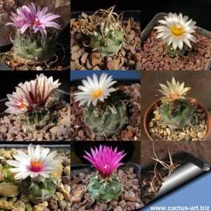Turbinicarpus sp. (Mixed forms)