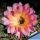 Echinopsis hybrid arancio lilla ++ / orange liliac