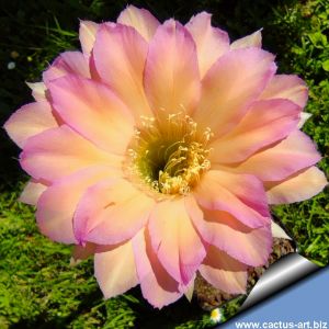 Echinopsis hybrid arancio lilla ++ / orange liliac