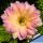 Echinopsis hybrid arancio lilla ++ / orange liliac
