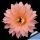 Echinopsis hybrid arancio lilla ++ / orange liliac