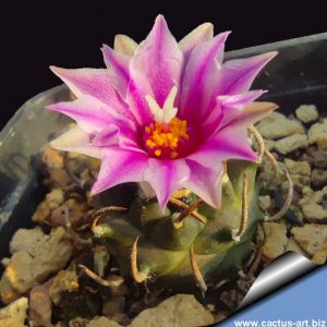 Turbinicarpus schmiedeckianus v. pintoensis VM805 Pressa del Pinto, San Luis Potosi, Mexico