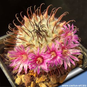 Mammillaria perezdelarosae GCG10861 Tapias Viejas I, Aguascalientes, Mexico