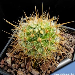 Mammillaria rekoi v. aureispina