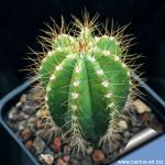 Pilosocereus fulvilanatus
