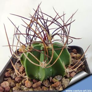 Astrophytum capricorne v. sanjuanense PP518 (= PP876) San Juan de Boquillas, Coahuila, Mexico