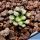Mammillaria bertholdii (SEEDLING 1-1,5 cm)