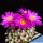 Mammillaria bertholdii (SEEDLING 1-1,5 cm)