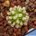 Mammillaria bertholdii (SEEDLING 1-1,5 cm)
