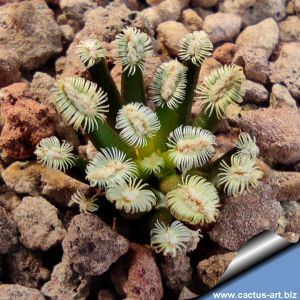 Mammillaria bertholdii (SEEDLING 1-1,5 cm)