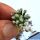 Mammillaria bertholdii (SEEDLING 1-1,5 cm)