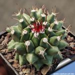 Mammillaria polyedra