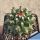 Mammillaria polyedra