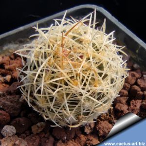 Sclerocactus wetlandicus 'ilseae' / 'brevispinus' RP25 Uintah, Utah, USA (Altitude: 1524 m)
