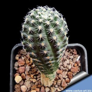 Rebutia haagei Azul Pampa, Jujuy, North of Humahuaca, Argentina (Mediolobivia)