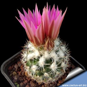 Gymnocactus beguinii (Turbinicarpus beguinii) PAN324