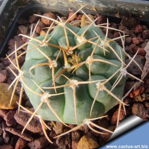 Gymnocalycium knolii KL105 Las Huertitas, San Luis, Argentina, 1346m