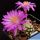 Mammillaria theresae v. minima GCG12504 San Francisco Javier de Lajas, Durango, Mexico (NEW)