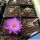 Mammillaria theresae v. minima GCG12504 San Francisco Javier de Lajas, Durango, Mexico (NEW)