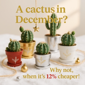 Succulent December