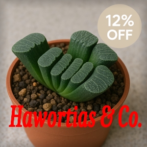 Haworthia, Aloe & Co.