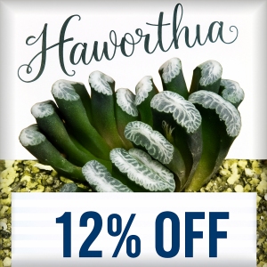 Haworthias Discount Week!