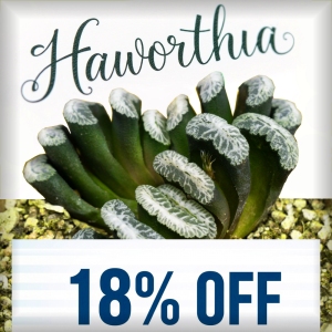 Haworthias Discount Week!