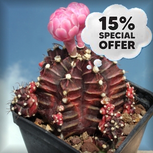 GYMNONOCALYCIUM 15% di sconto 