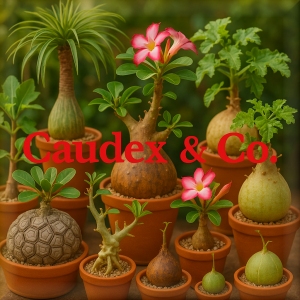 CAUDEX &amp; Co.