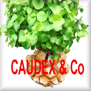 CAUDEX & Co.