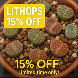 LITHOPS