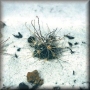 Winter hardy