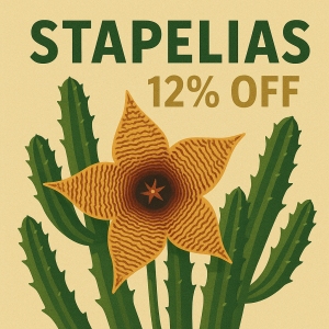 Stapelia & Co.