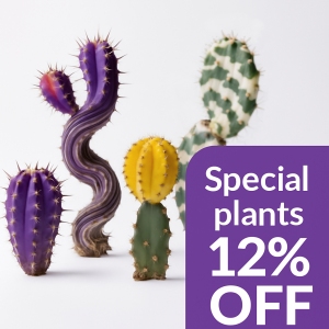 Special plants - 12% OFF