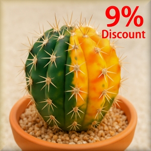 Variegated Cacti.