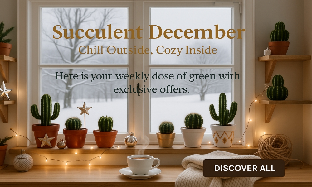 Promotions December 2025