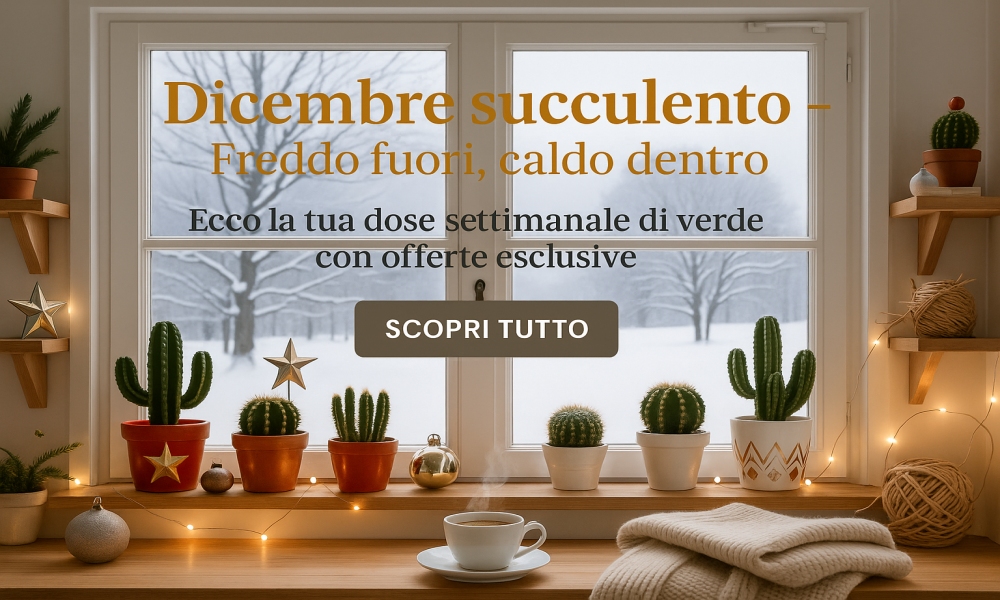 Promozioni dicembre 2025