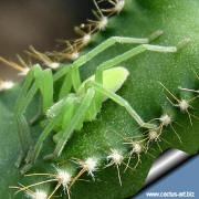 Cereus forbesii (peruvianus) spiralis and a green spider