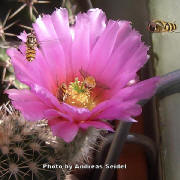 Echinocereus baileyi and the bees