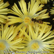Faucaria trigrina flowers with a bee
