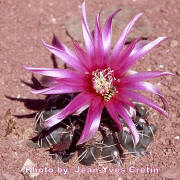 Gymnocalycium baldianum with a common mimicry Hover-Fly (Eupeodes corollae)