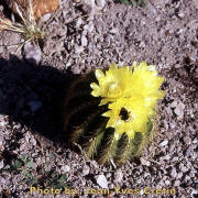 Parodia warasii with a foraging worker of Bumble Bee (Bombus terrestris)