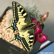 Sulcorebutia gerosenilis KK 2005 and a common Swallowtail butterfly (Papilio machaon) top view