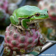 Sulcorebutia rauschii cv. violacidermis and the tree frog