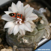 Turbinicarpus polaskii & insect