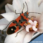 Turbinicarpus polaskii flower & insect