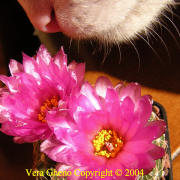 Cactus flower with cat nose