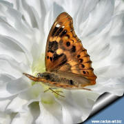 Echinocereus hybrid and the butterfly