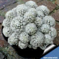 Mammillaria gracilis forma mostruosa "Arizona snow cap"