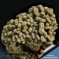 Notocactus scopa Notocactus scopa